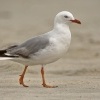 Racek novozelandsky - Chroicocephalus scopulinus - Red-billed Gull - tarapunga 8061